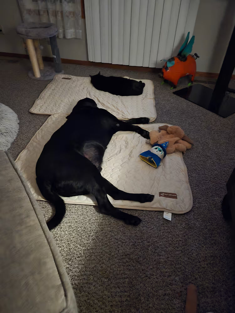 FidoFresco utilizzato da Martina e Leo
