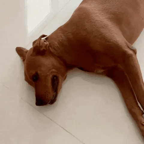 Animale che cerca una zona fresca